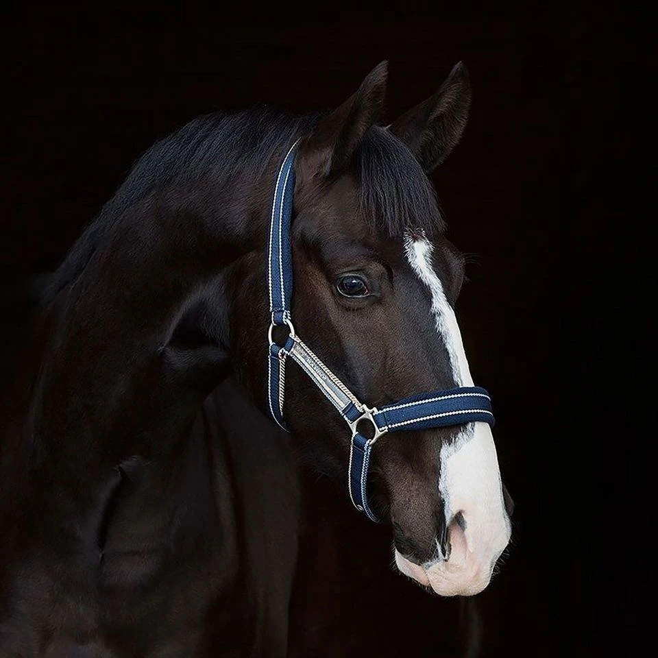 Rambo Padded Headcollar 1 Rambo Padded Headcollar