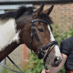 Dressage Flash Bridle Black -Equestrian Equipment Store go 477991 c