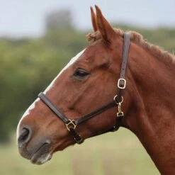 Ragley Leather Headcollar Brown -Equestrian Equipment Store go 478143 c