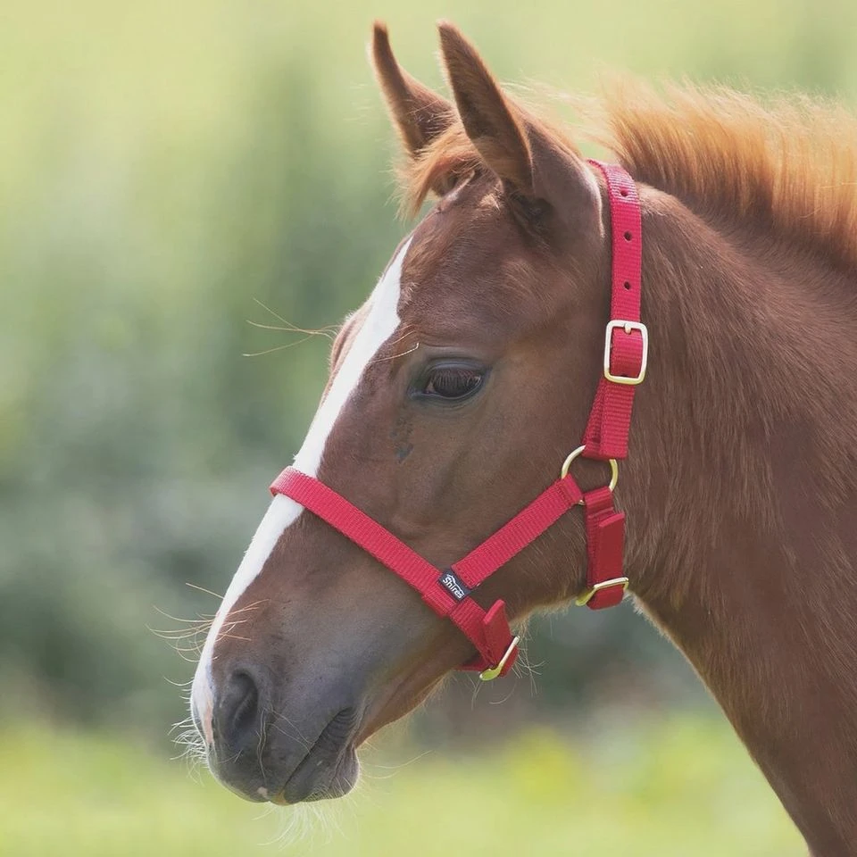Foal Nylon Headcollar Red 1 Foal Nylon Headcollar Red