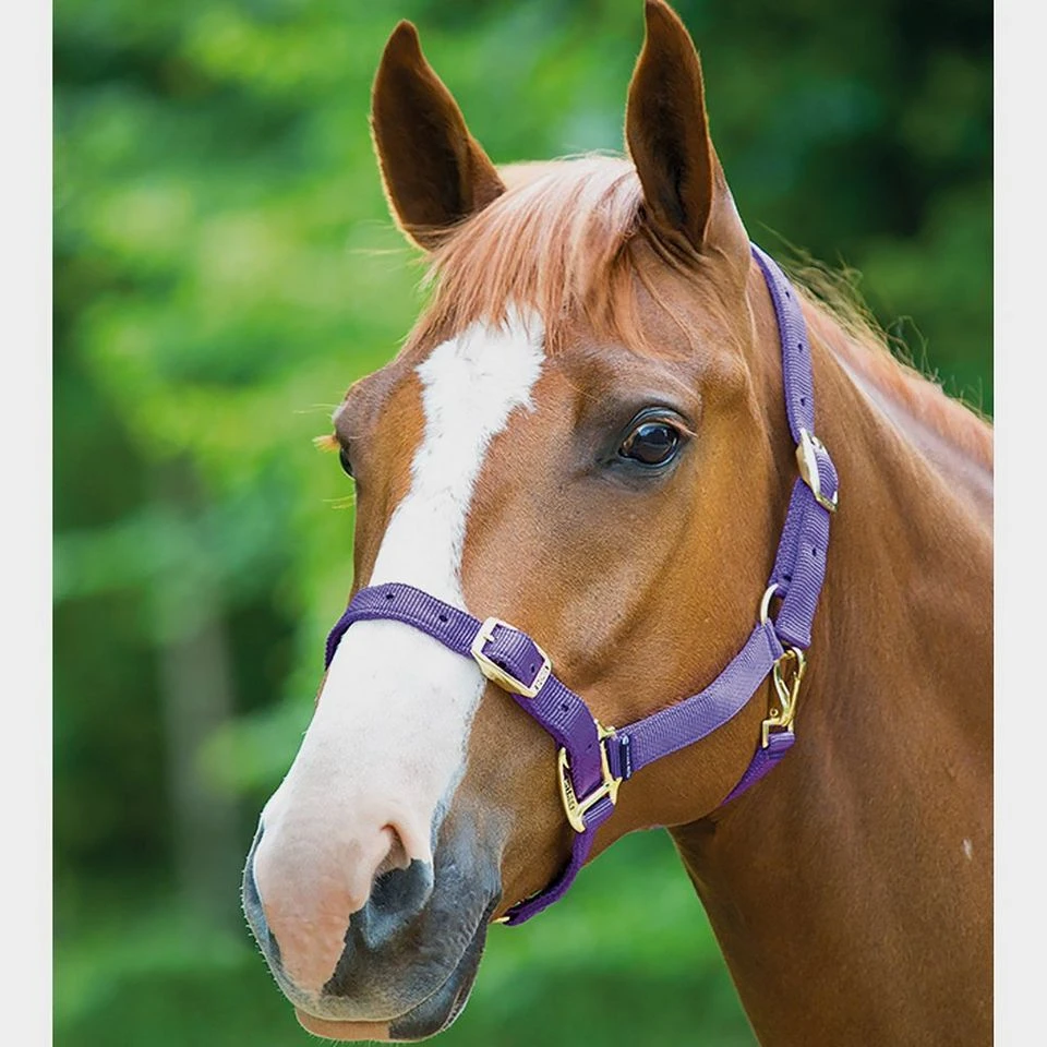 Nylon Headcollar Purple 2 Nylon Headcollar Purple - Image 2