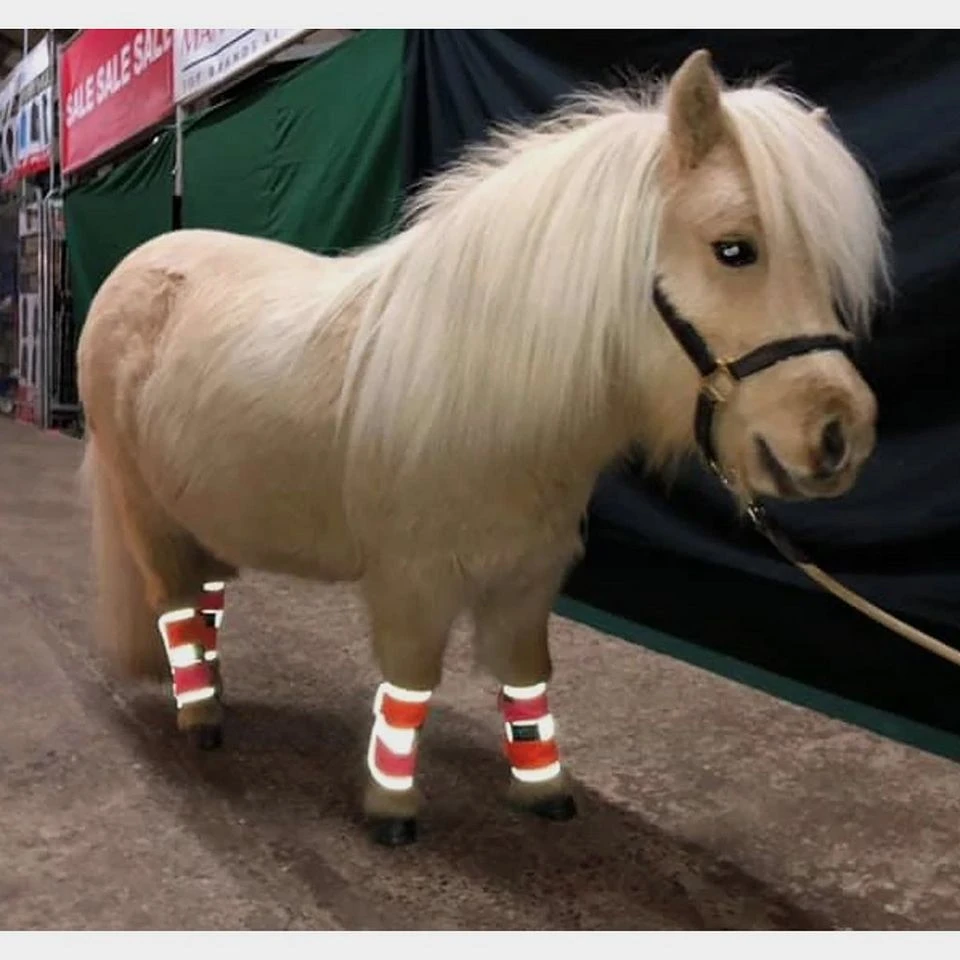 Charlotte Dujardin Multi-Coloured Horse Boots Pink/Orange 3 Charlotte Dujardin Multi-Coloured Horse Boots Pink/Orange - Image 3