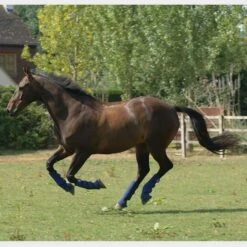 Hardy Chaps -Equestrian Equipment Store go 579584 e