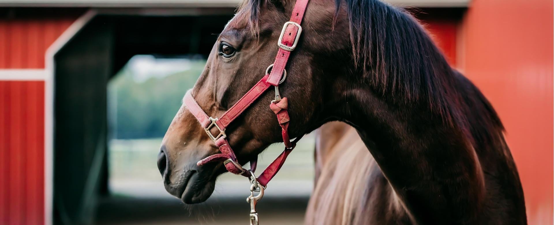 Equestrian Equipment Store 18 Equestrian Equipment Store -Equestrian Equipment Store horse 7481726 1920